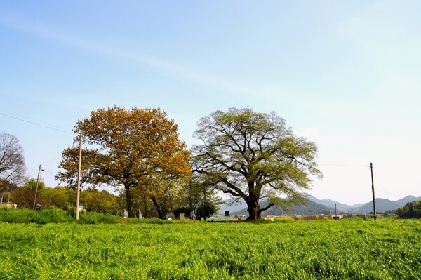 어산리 푸조나무