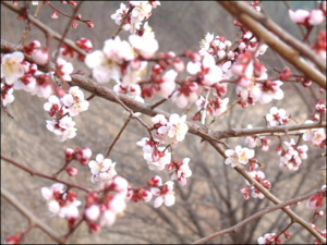 안양 청매원에도 청매화가 만발했다.