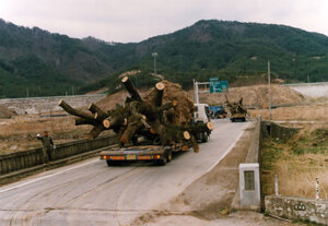 강성서원 4백년 은행나무도 이사가다