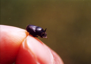 멸종위기의 쇠똥구리, 장흥에서 집단서식 확인되다