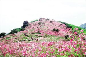 (3)제암산 - 초록 숲에 수십만평 철쭉 '분홍 융단'