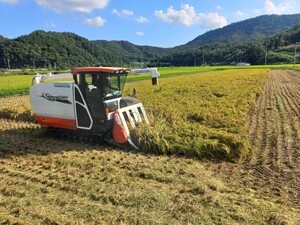 조생종 벼 ‘조명1호’ 첫 수확